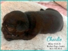 Charley1