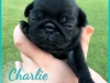 Charley3