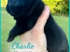 Charley4