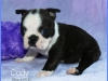 Cody2