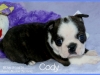 Cody3