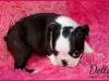 Daisy
