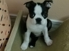 Daisy2