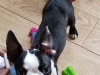 Daisy5