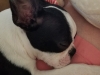Daisy6