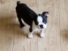 Daisy7