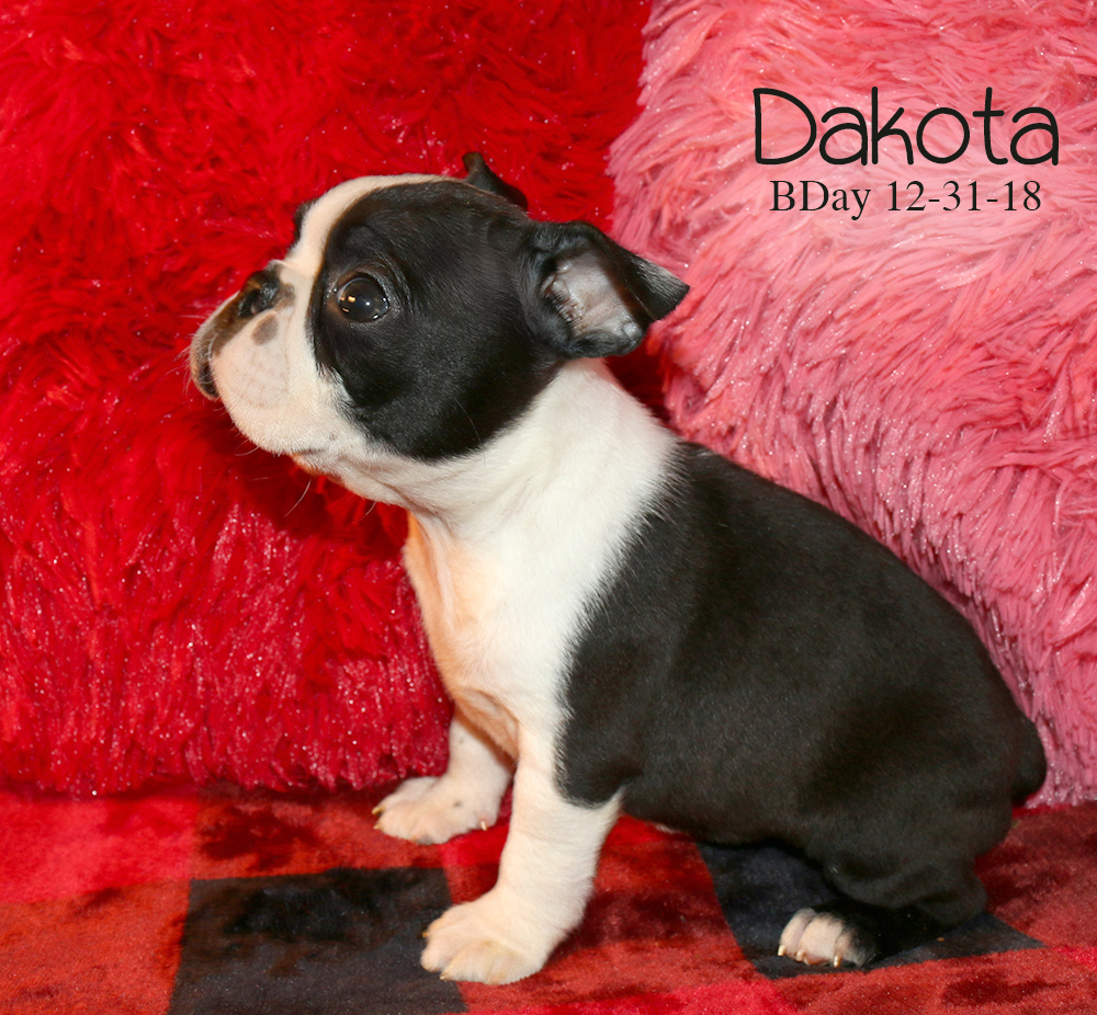 Daisy & Cash Boston Terrier Puppies | Rhondanas Boston Terriers