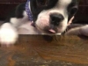 Dolly3