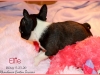 Ellie-8w2