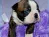 Elvis