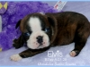 Elvis2