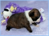Elvis3