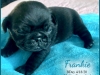Frankie1