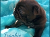 Frankie3