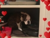 Rosie17
