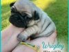Wrigley1