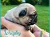 Wrigley3