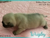 Wrigley5