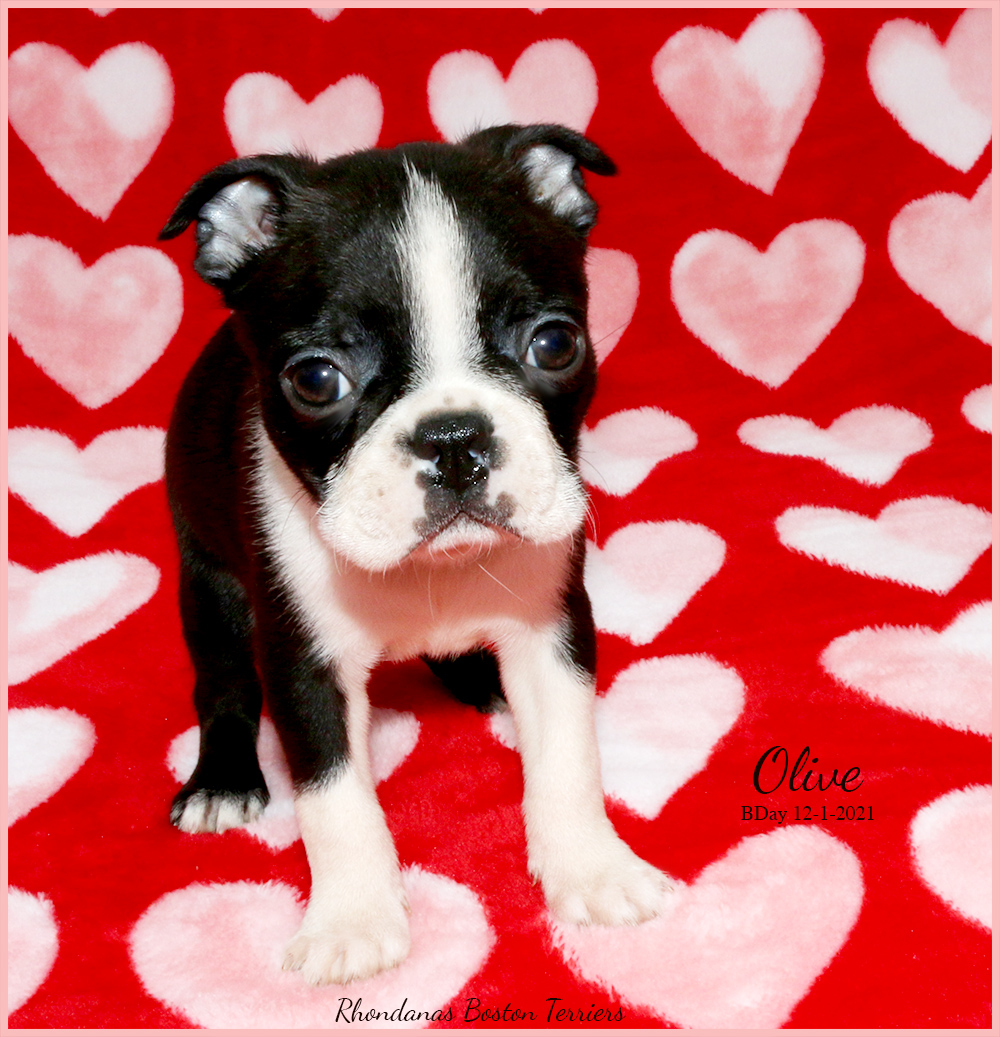 Olive3 | Rhondanas Boston Terriers