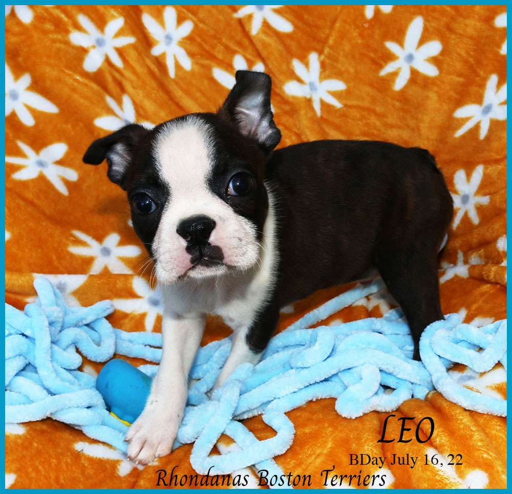 Leo2 | Rhondanas Boston Terriers