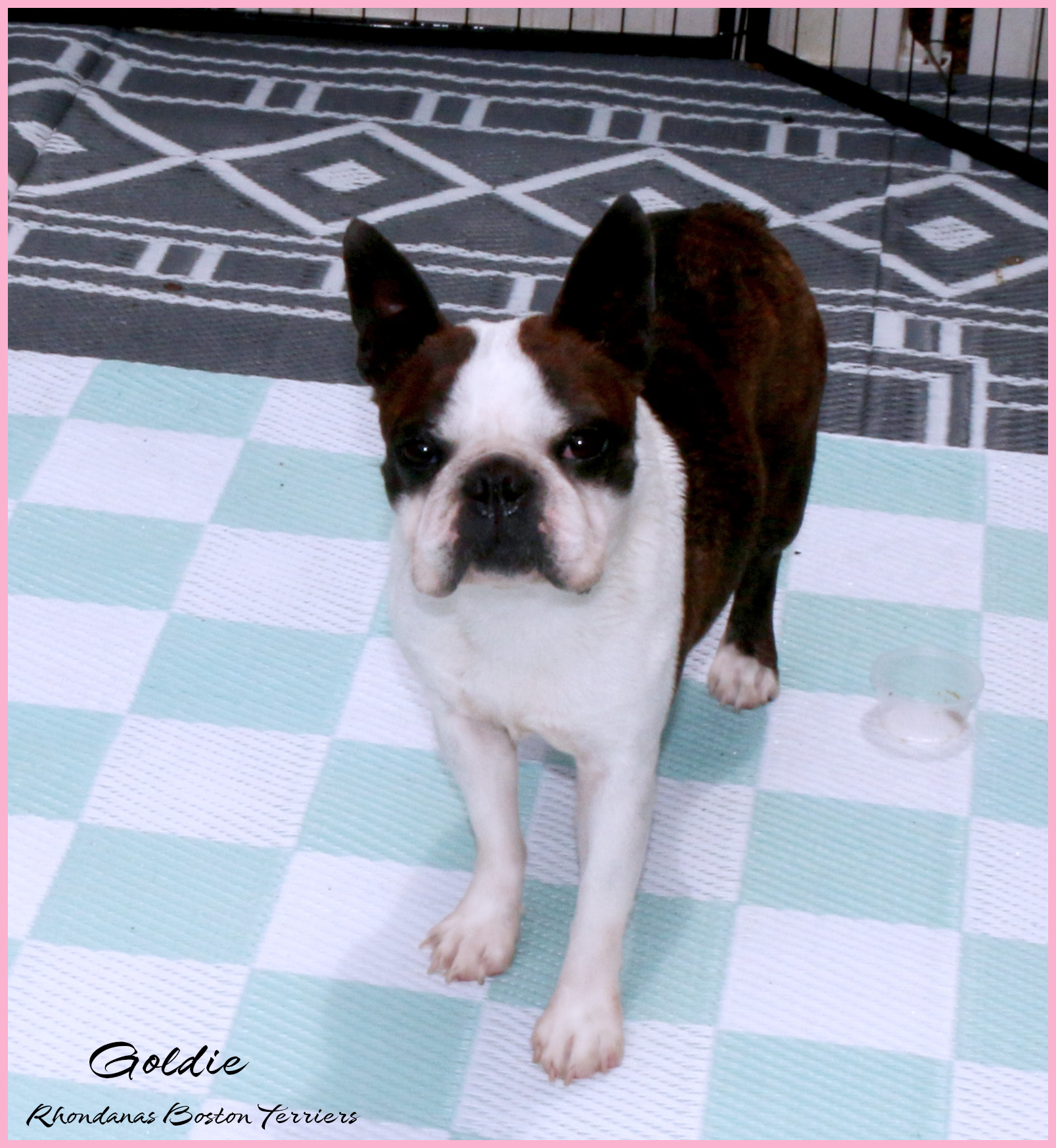 Goldie1 | Rhondanas Boston Terriers